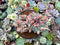 Echeveria 'Marina' Crested 4" Succulent Plant