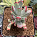 Cotyledon 'Orbiculata' Variegated 3" Succulent Plant