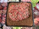 Echeveria 'Luella' Crested 2"-3" Succulent Plant