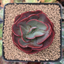 Echeveria 'Suyon' 2"-3" Succulent Plant