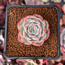 Echeveria 'Silhouette' 1" Succulent Plant