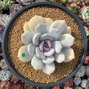 Echeveria 'Tiramisu' 3" Powdery Succulent Plant