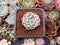 Echeveria 'Pink Crystal' 1" Succulent Plant