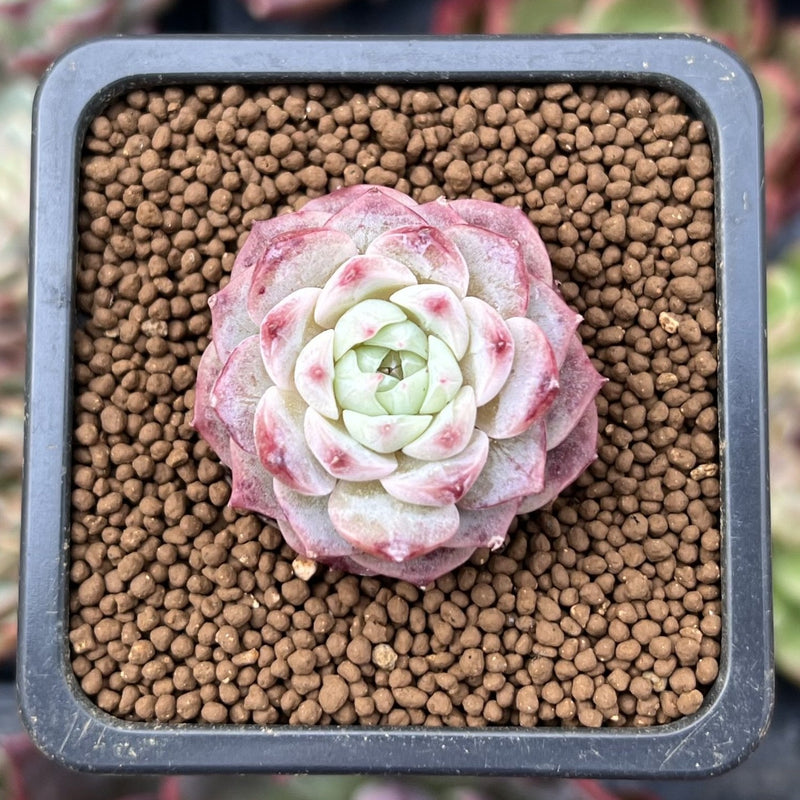 Echeveria 'Pink Spot' 1