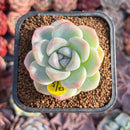 Echeveria 'Icy Green' 1"-2" Succulent Plant