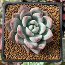 Echeveria 'Matilda' 1" New Hybrid Succulent Plant