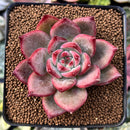 Echeveria 'Ratam' 2"-3" Succulent Plant