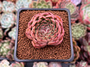Echeveria 'Melanie' 2" Succulent Plant