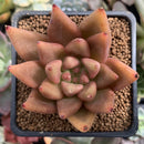 Echeveria Agavoides 'Planetary Stars' 2"-3" Succulent Plant