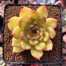 Echeveria Agavoides sp. 2"-3" Succulent Plant