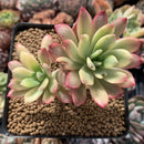 Echeveria 'Minibelle' Variegated Cluster 3"-4" Succulent Plant