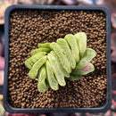 Haworthia Truncata Variegated 1"-2" Succulent Plant