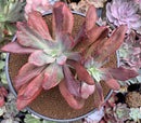 Echeveria 'Diamond State' Variegated 6-7" Large Cluster Succulent Plant