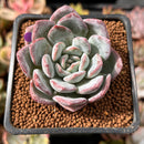 Echeveria 'Milk Rose' 2" Succulent Plant