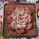 Echeveria 'Glam Pink' 1" Succulent Plant