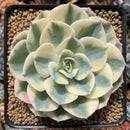 Echeveria 'Compton Carousel' Variegated 3"-4" Succulent Plant