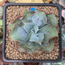 Echeveria 'Blue Spur' 2" Succulent Plant