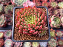 Echeveria Agavoides 'Rainstar' 2" Succulent Plant