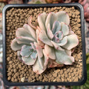Echeveria 'Holwayi' Variegated 2" Succulent Plant