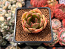 Echeveria 'Green Puff' 2" New Hybrid Succulent Plant