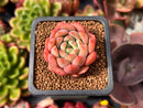 Echeveria 'Scarletta' 1" Succulent Plant