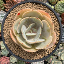 Echeveria 'Slimeball' 4" Succulent Plant