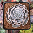 Echeveria 'Pollux' 3" Succulent Plant