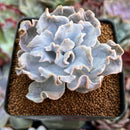 Echeveria 'Crispate Beauty' 2" Powdery Succulent Plant
