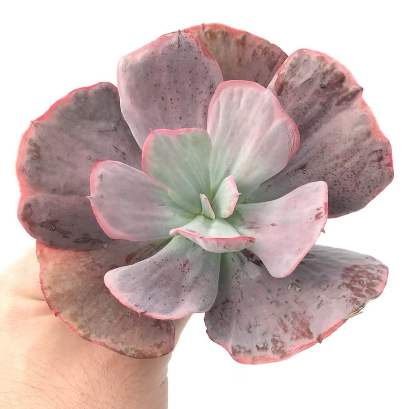 Echeveria 'Dream and Phantasm' 5"-6" Rare Succulent Plant