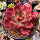 Echeveria Agavoides 'Amestro' 4" Succulent Plant