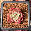 Echeveria 'Victory' 1" Succulent Plant
