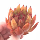 Echeveria Agavoides Hybrid 3” Rare Succulent Plant