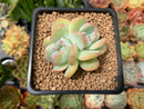 Echeveria 'Creamy' Crested 1"-2" Succulent Plant