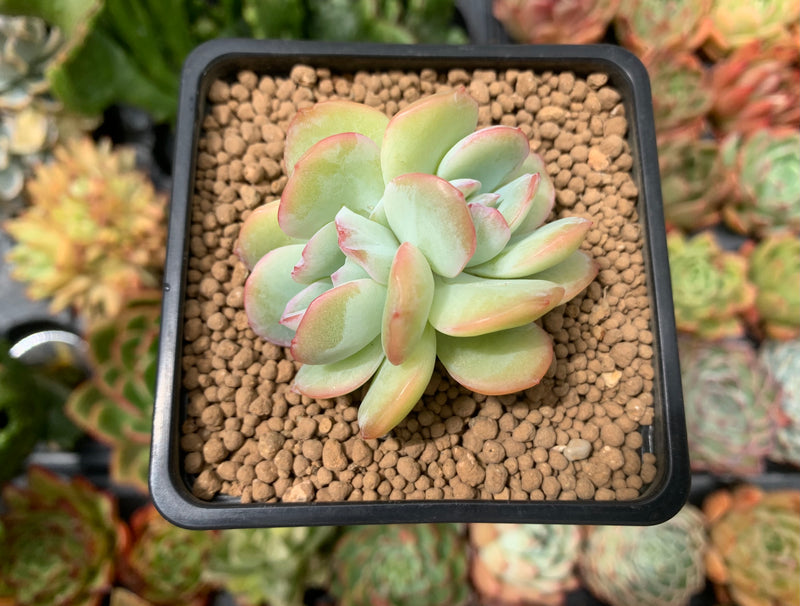 echeveria crested succulent Echeveria 'Creamy' Crested 1"-2" Succulent Plant – True Succulents Plant Co