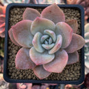 Echeveria 'La Bamba' 2" Succulent Plant