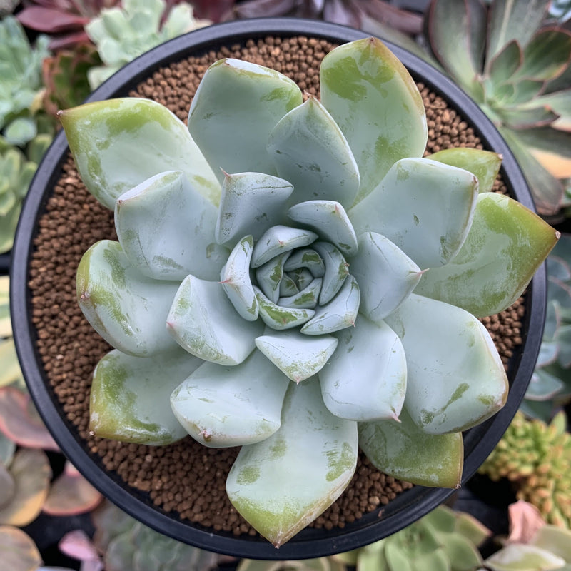 Echeveria sp. 4