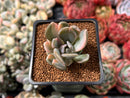Pachyveria 'Pachyphytoides' Variegated 1"-2" Succulent Plant