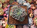 Echeveria 'Sierra' 2" Cluster Succulent Plant