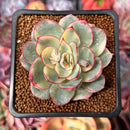 Echeveria 'Esther' Variegated 2" Succulent Plant