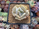 Echeveria 'Exotic' 2" Powdery Succulent Plant