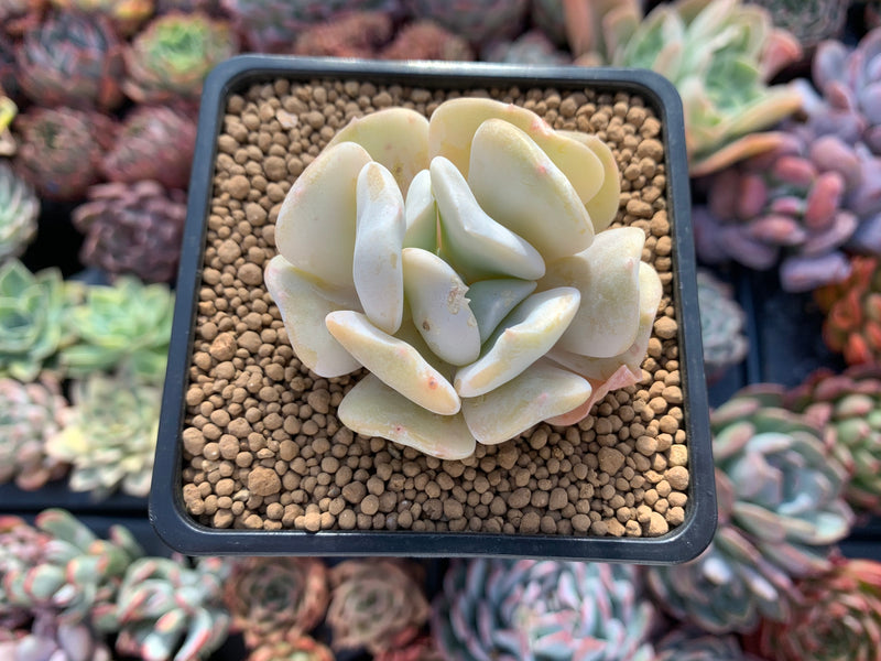 Echeveria 'Exotic' 2