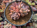 Echeveria 'Orange Monroe' 7" Cluster Extra Large Succulent Plant