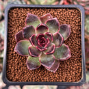 Echeveria 'Fushike' 2" Succulent Plant