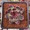 Echeveria 'Fushike' 2" Succulent Plant