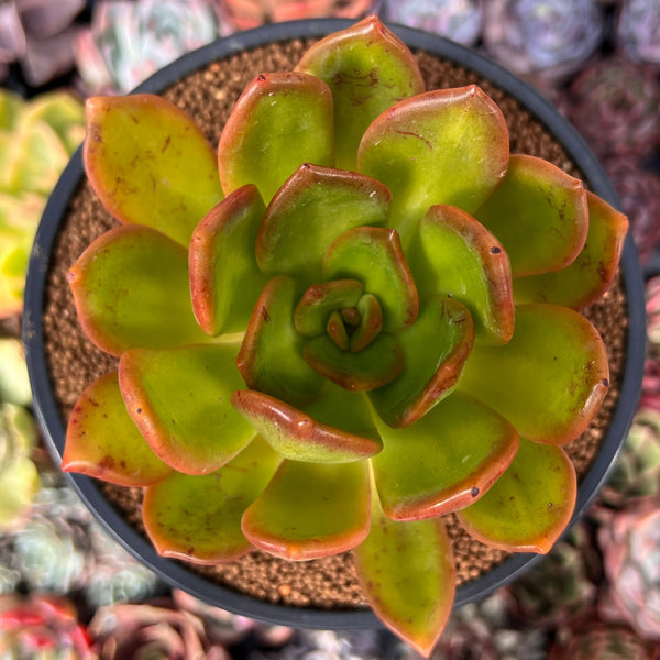 Pachyveria 'Glubine' 4" Succulent Plant