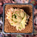 Echeveria 'Lemon Tree' 2" Air Magic Hybrid Cluster Succulent Plant