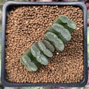 Haworthia Truncata 2" Succulent Plant