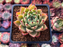 Echeveria Agavoides 'Sarabony' 2" (Seed Grown) Succulent Plant