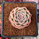 Echeveria 'Mario' Malgan Hybrid 1" Succulent Plant