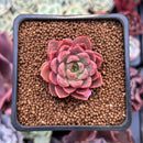 Echeveria 'Ember Rose' 1" Succulent Plant